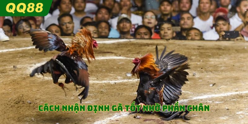Cách nhận định gà tốt nhờ phần chân